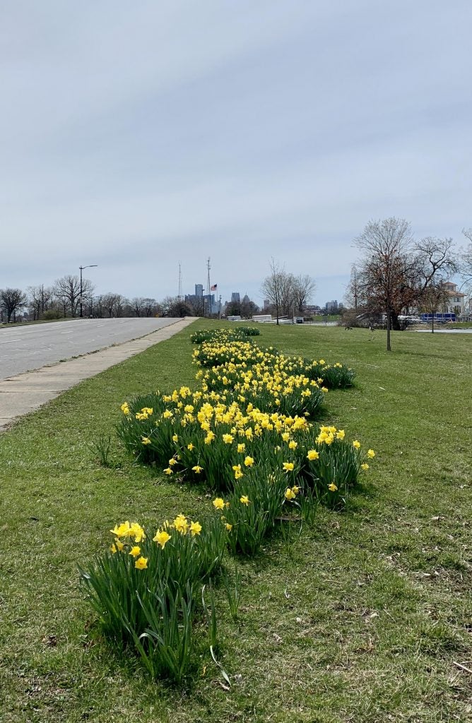 Daffodils on Belle Isle (taken in April, 2020)