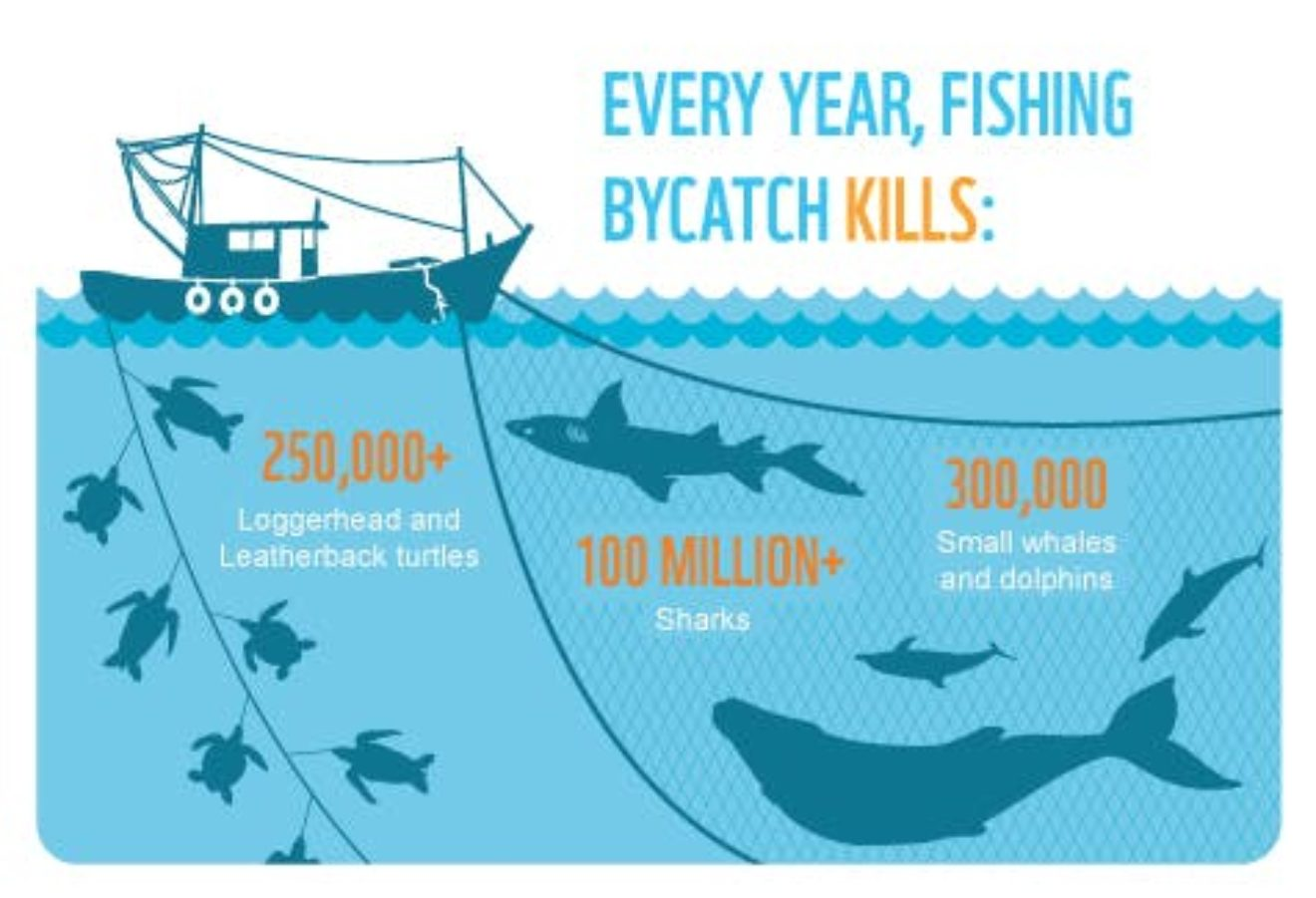 Understanding the Impact of Overfishing: How Many Fish Perish Annually ...