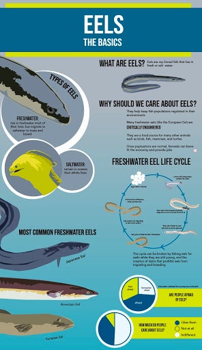 Save the Eels! – Healthy Oceans